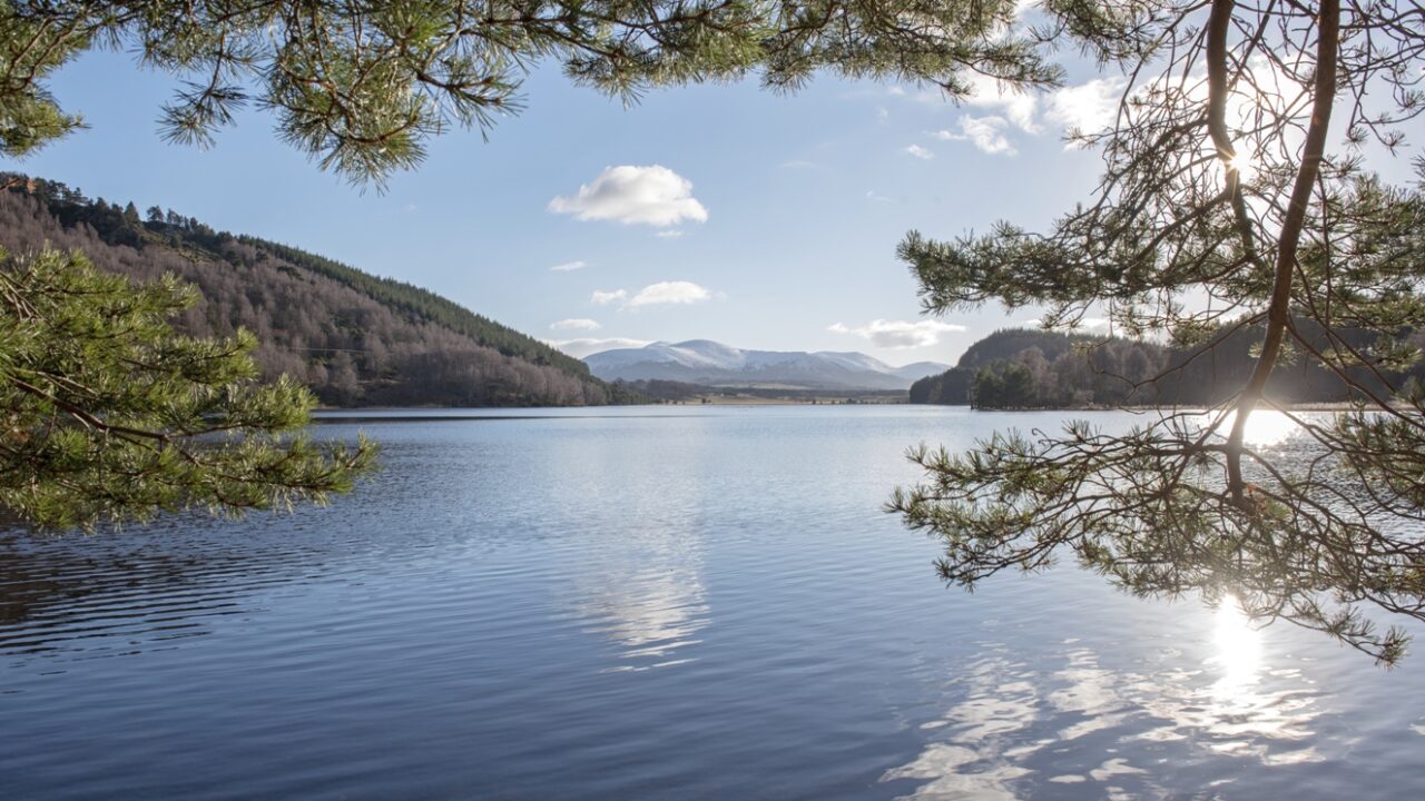 Superior Spring Saver Break